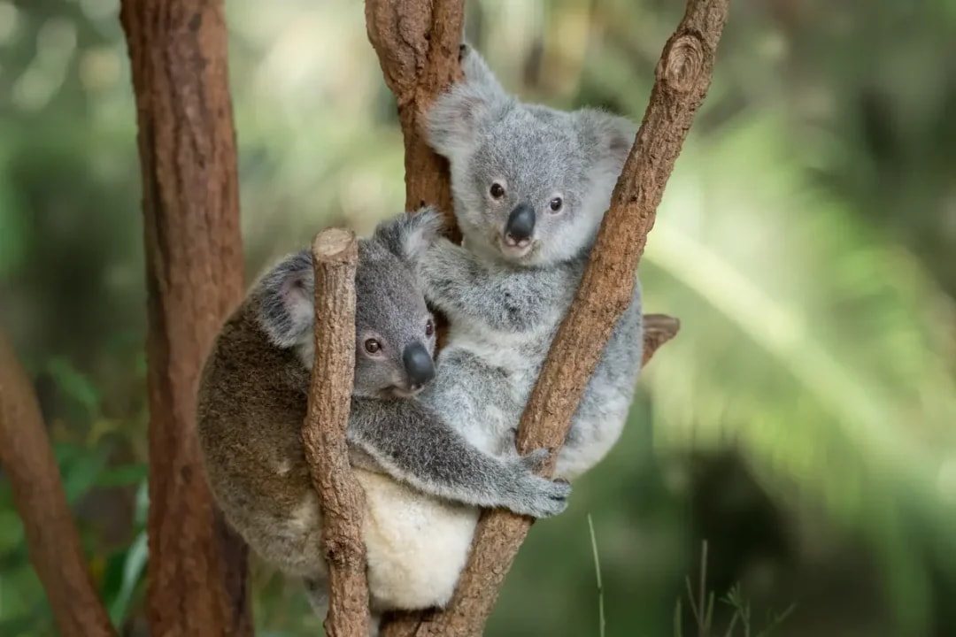 From Brisbane: Australia Zoo Tickets with Transfers