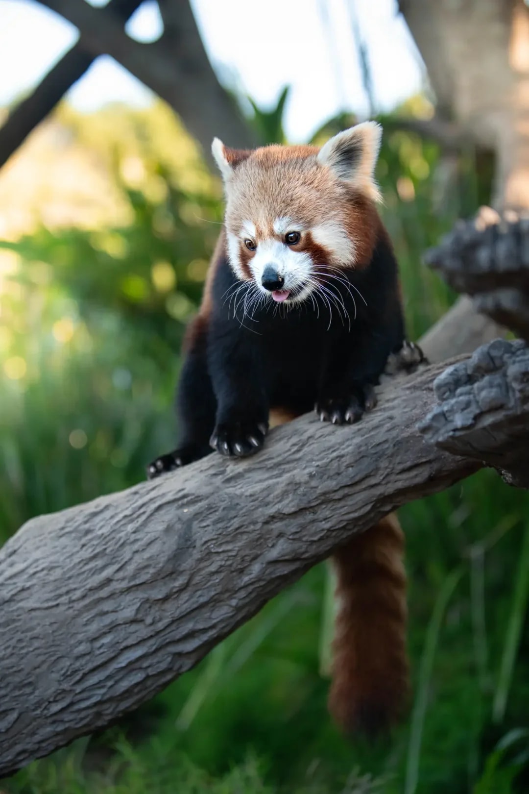 From Brisbane: Australia Zoo Tickets with Transfers
