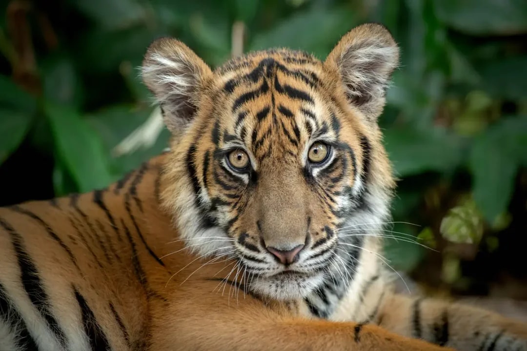 From Brisbane: Australia Zoo Tickets with Transfers
