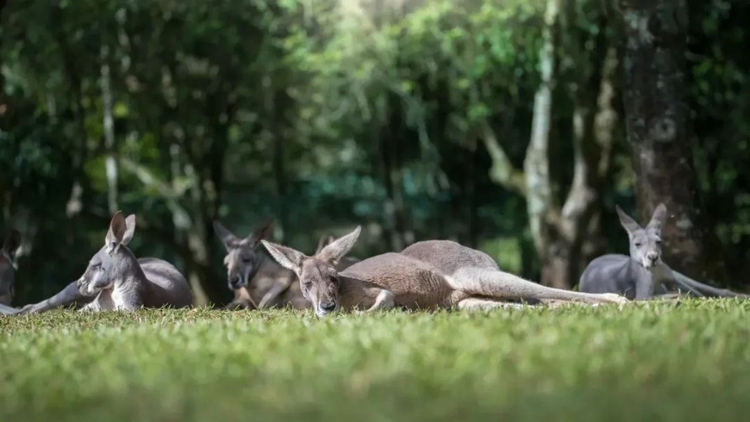 From Brisbane: Australia Zoo Tickets with Transfers