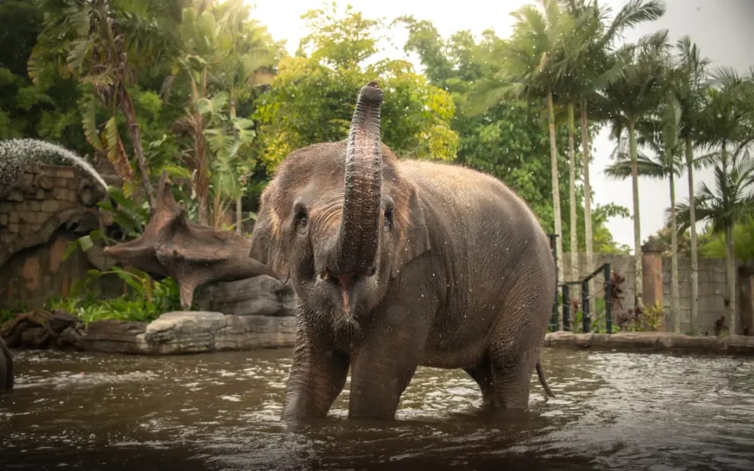 From Brisbane: Australia Zoo Tickets with Transfers