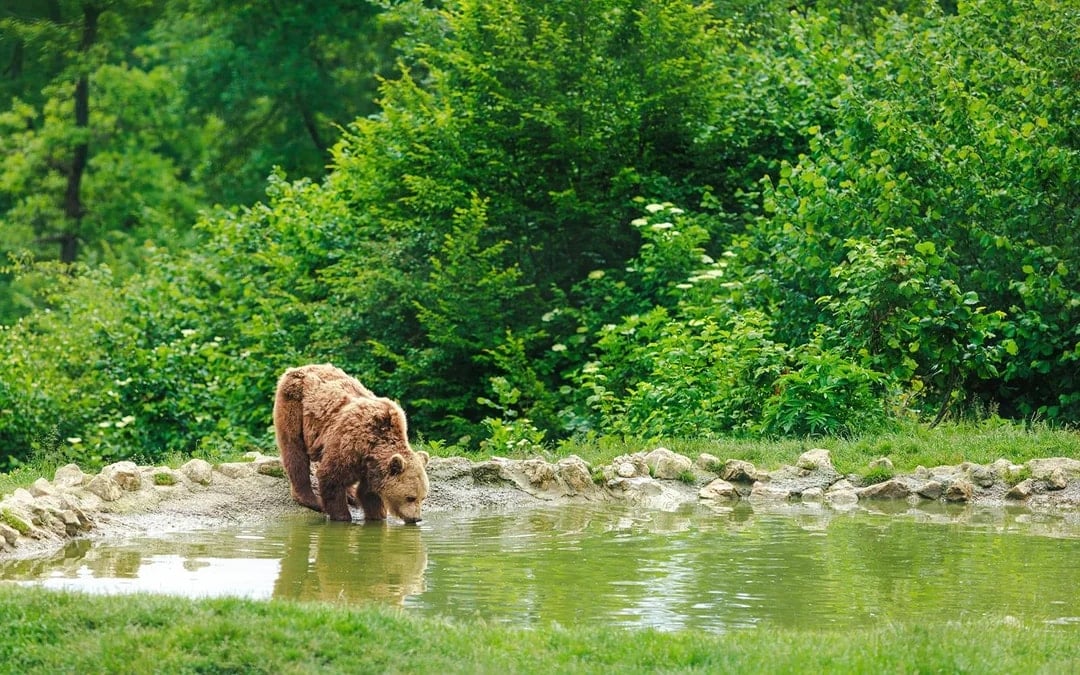 From Bucharest: Bear Sanctuary & Brasov Small-Group Guided Tour