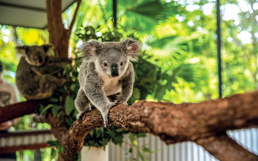 From Cairns: Scenic Train & Coach Guided Tour with Transfers Image 7
