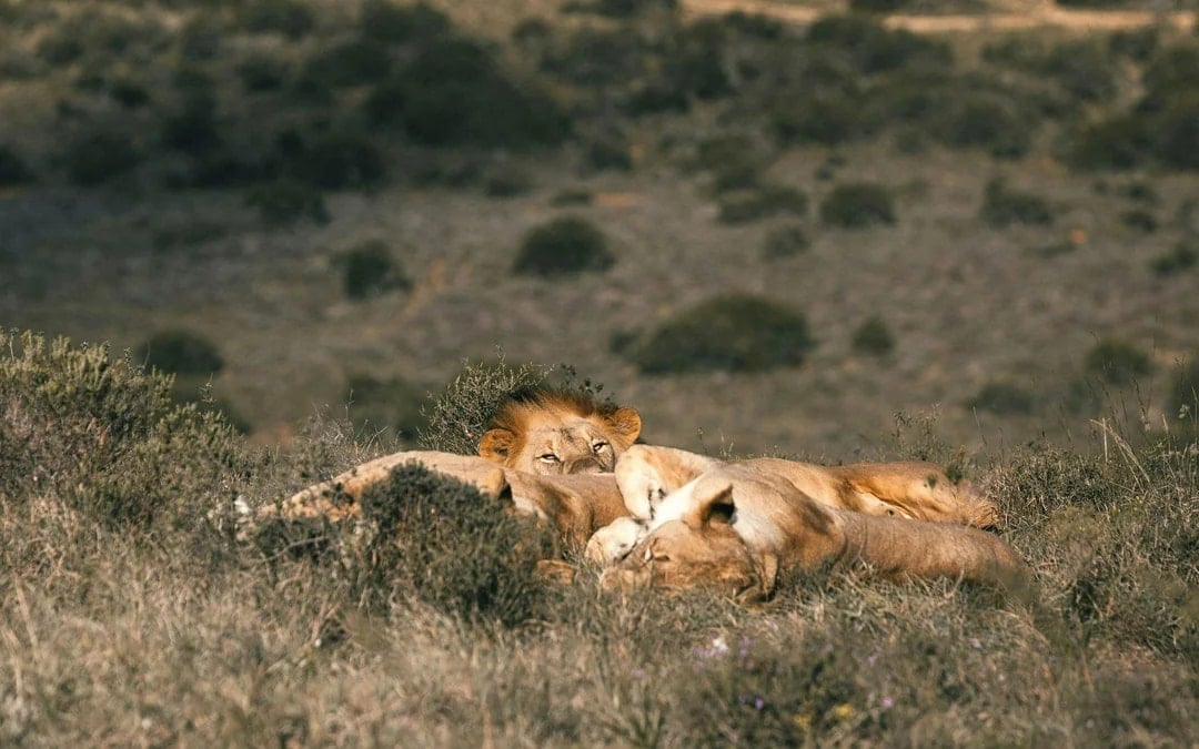 From Cape Town: Aquila Big 5 Safari Day Tour with Private Transfers, Meals, and Wine Tasting Image 1