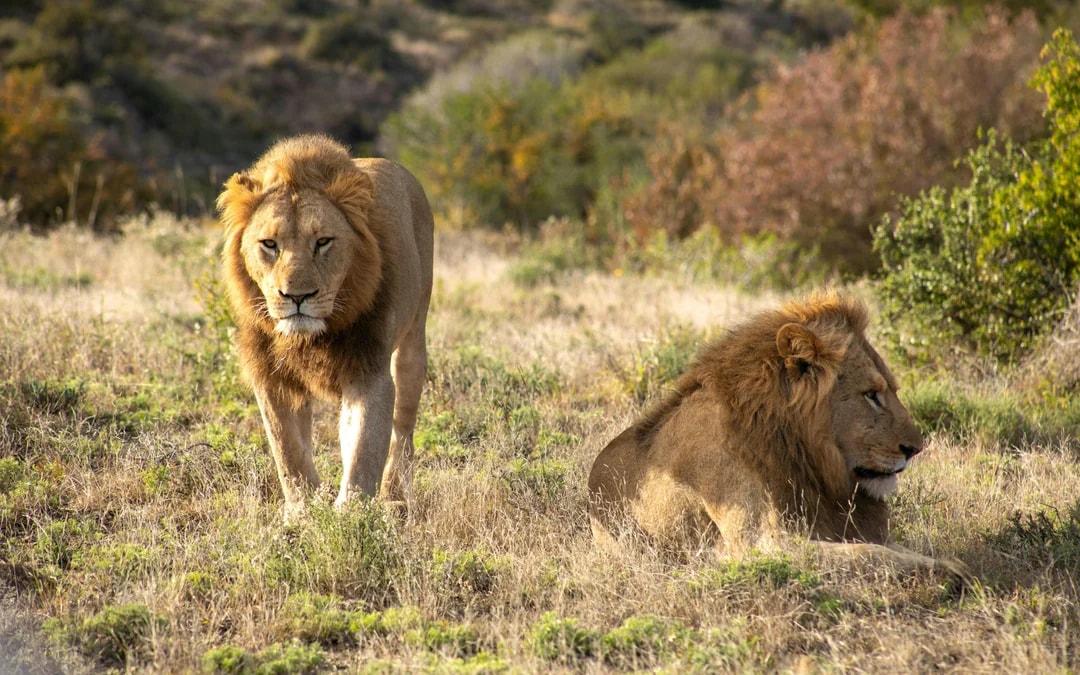 From Cape Town: Aquila Big 5 Safari Day Tour with Private Transfers, Meals, and Wine Tasting Image 7