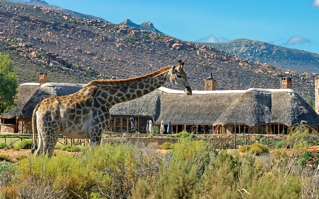 From Cape Town: Aquila Big 5 Safari Day Tour with Private Transfers, Meals, and Wine Tasting Image 8