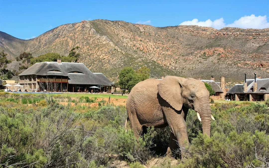 From Cape Town: Aquila Big 5 Safari Day Tour with Private Transfers, Meals, and Wine Tasting Image 9