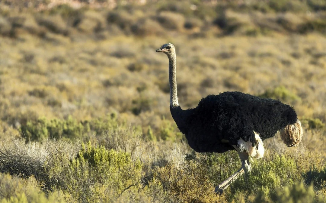 From Cape Town: Aquila Big 5 Safari Day Tour with Private Transfers, Meals, and Wine Tasting Image 10