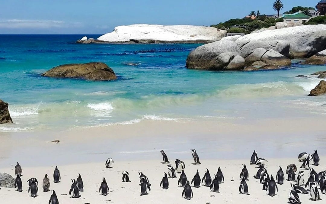 From Cape Town: Cape of Good Hope and Cape Point Tour with Boulders Beach Penguins Image 1