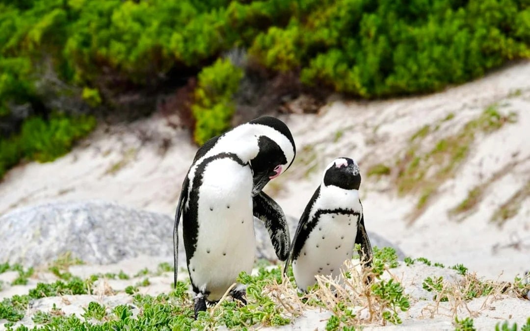 From Cape Town: Cape Peninsula, Boulders Beach Penguins, Bo-Kaap & Table Mountain Guided Tour