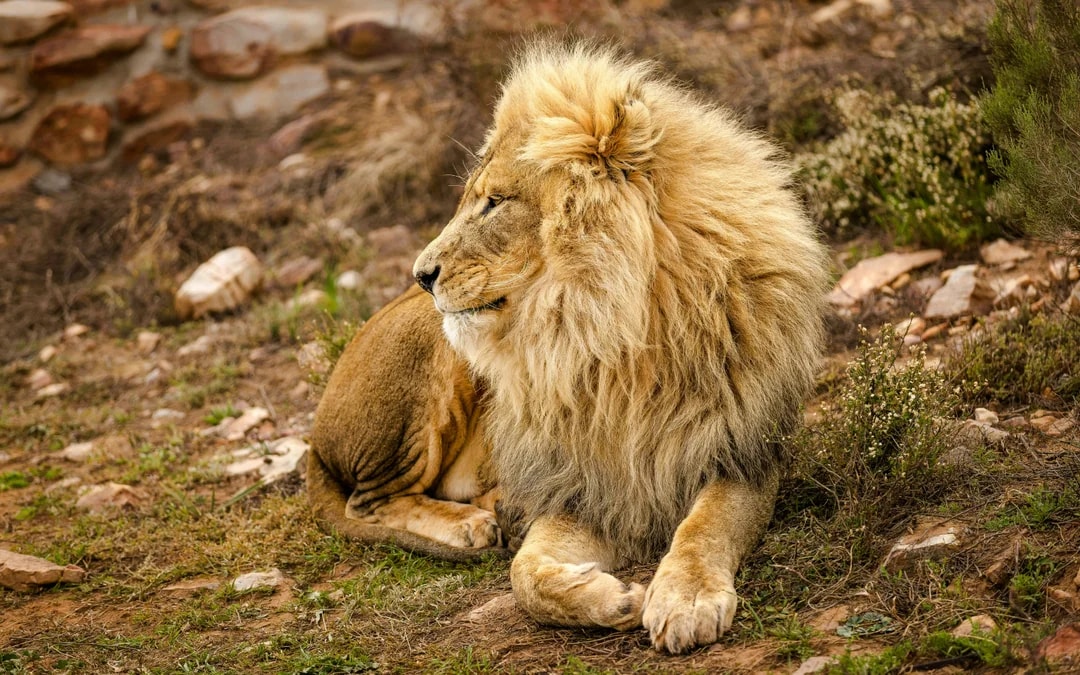 From Cape Town: Full-Day Big Five Safari Experience with Lunch at Aquila Game Reserve Image 6