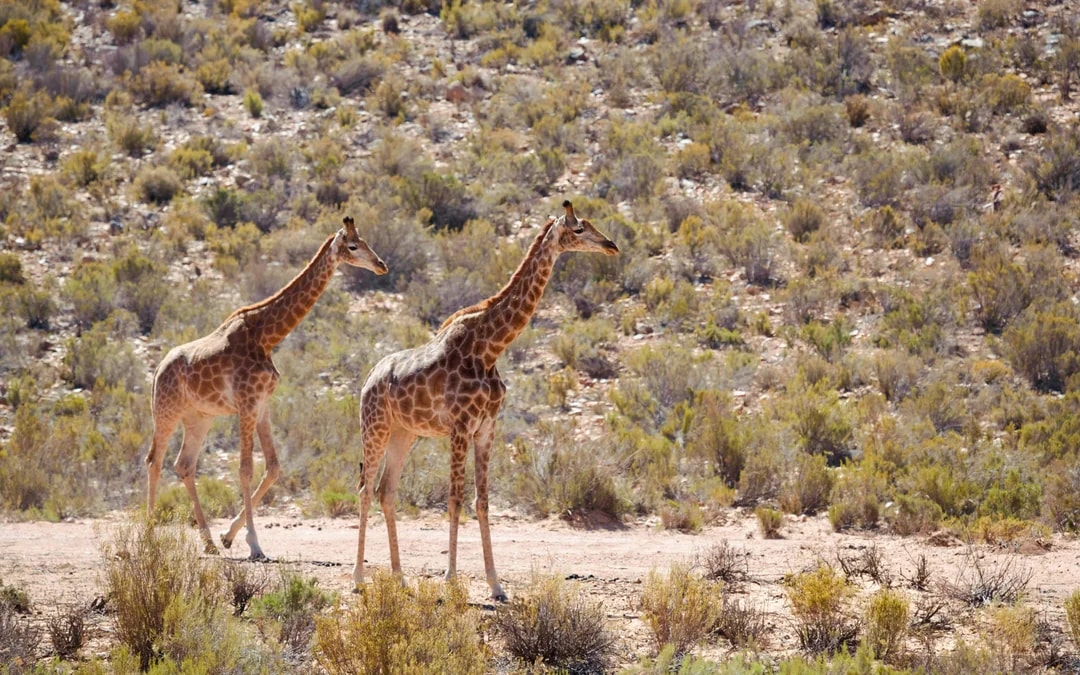 From Cape Town: Full-Day Big Five Safari Experience with Lunch at Aquila Game Reserve Image 7