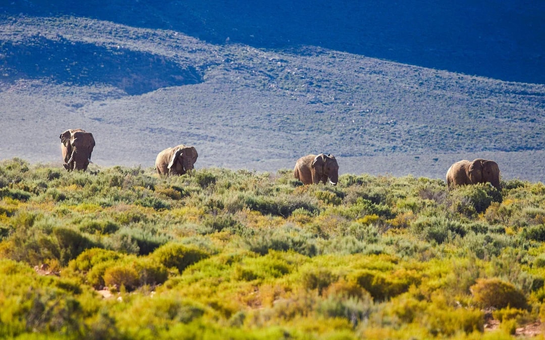 From Cape Town: Full-Day Big Five Safari Experience with Lunch at Aquila Game Reserve Image 8