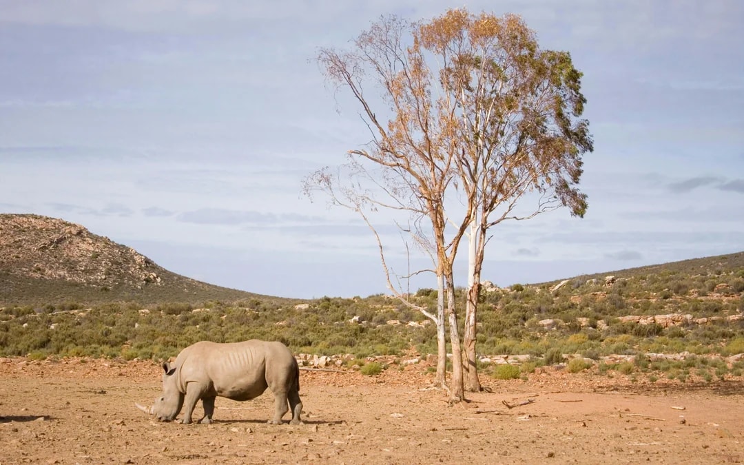 From Cape Town: Full-Day Big Five Safari Experience with Lunch at Aquila Game Reserve Image 9