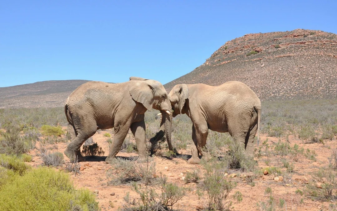From Cape Town: Full-Day Big Five Safari Experience with Lunch at Aquila Game Reserve Image 10