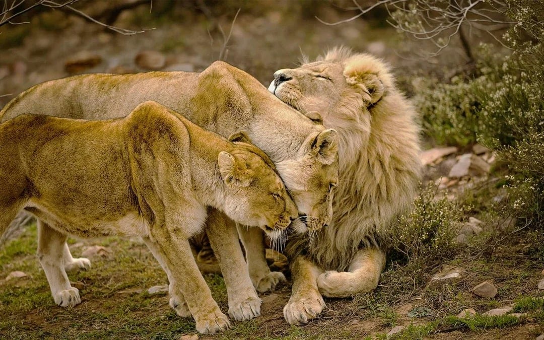 From Cape Town: Full-Day Big Five Safari Experience with Lunch at Aquila Game Reserve