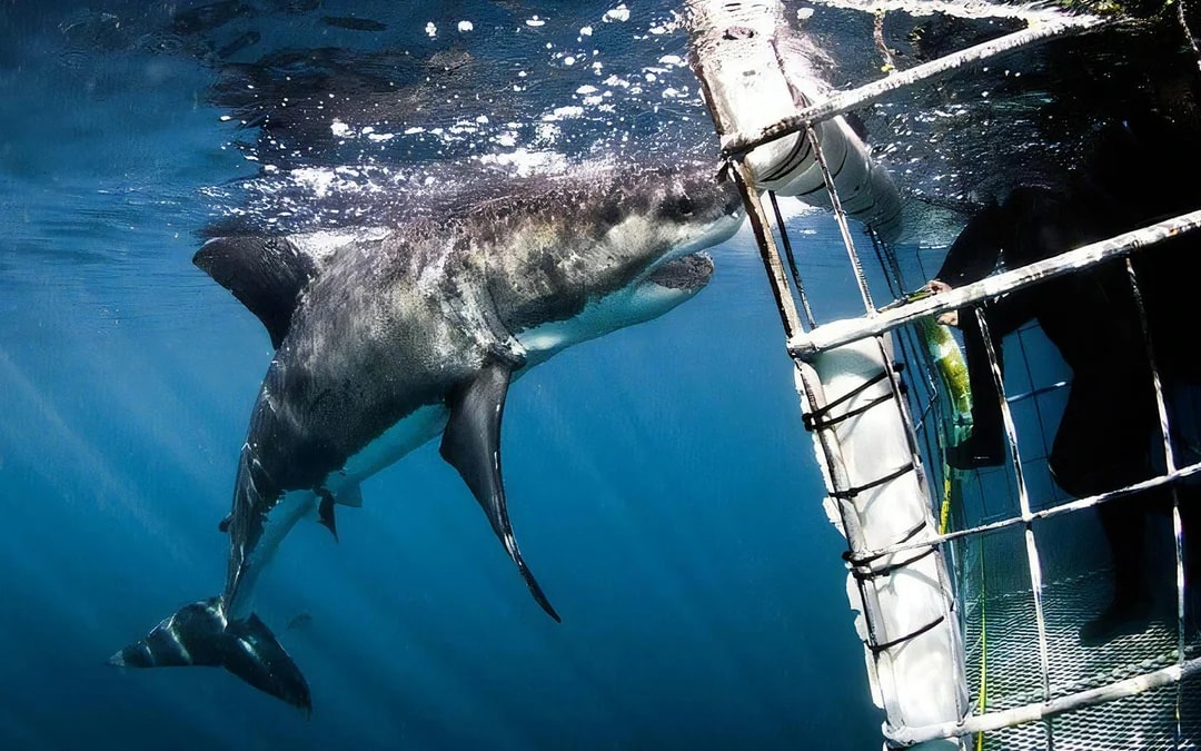 From Cape Town: Gansbaai Shark Cage Diving & Stony Point Penguin Colony Private Tour with Transfers Image 2