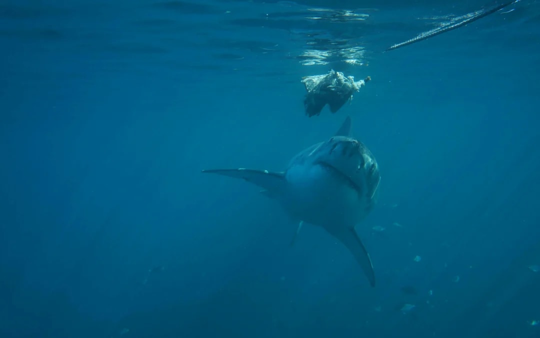 From Cape Town: Gansbaai Shark Cage Diving & Stony Point Penguin Colony Private Tour with Transfers Image 11