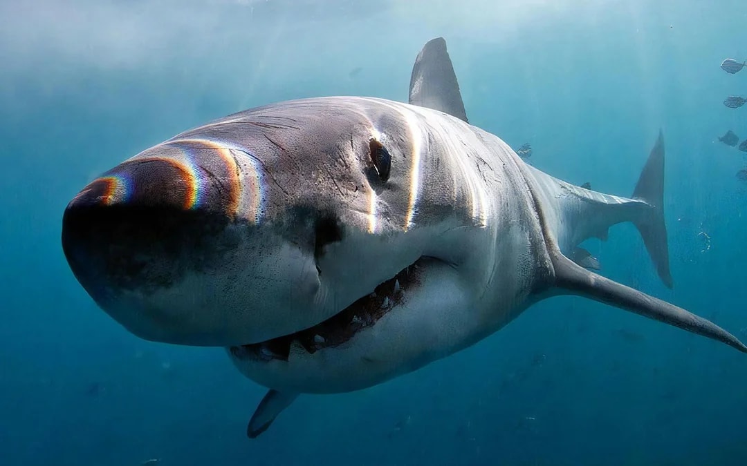 From Cape Town: Gansbaai Shark Cage Diving & Stony Point Penguin Colony Private Tour with Transfers Image 12