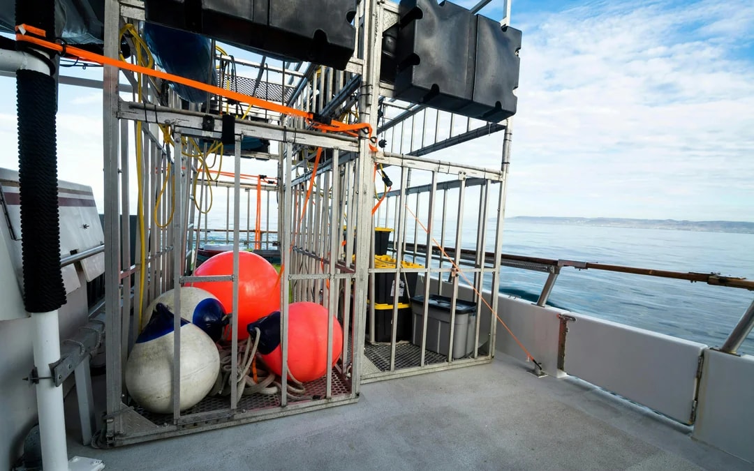 From Cape Town: Gansbaai Shark Cage Diving & Stony Point Penguin Colony Private Tour with Transfers Image 7