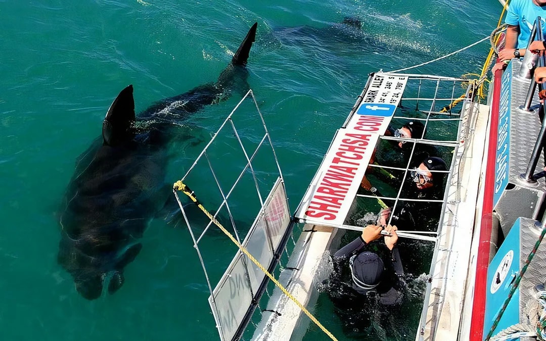 From Cape Town: Gansbaai Shark Cage Diving & Stony Point Penguin Colony Private Tour with Transfers Image 8