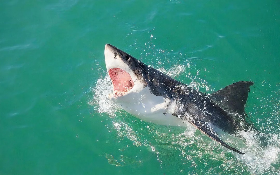 From Cape Town: Gansbaai Shark Cage Diving & Stony Point Penguin Colony Private Tour with Transfers Image 9
