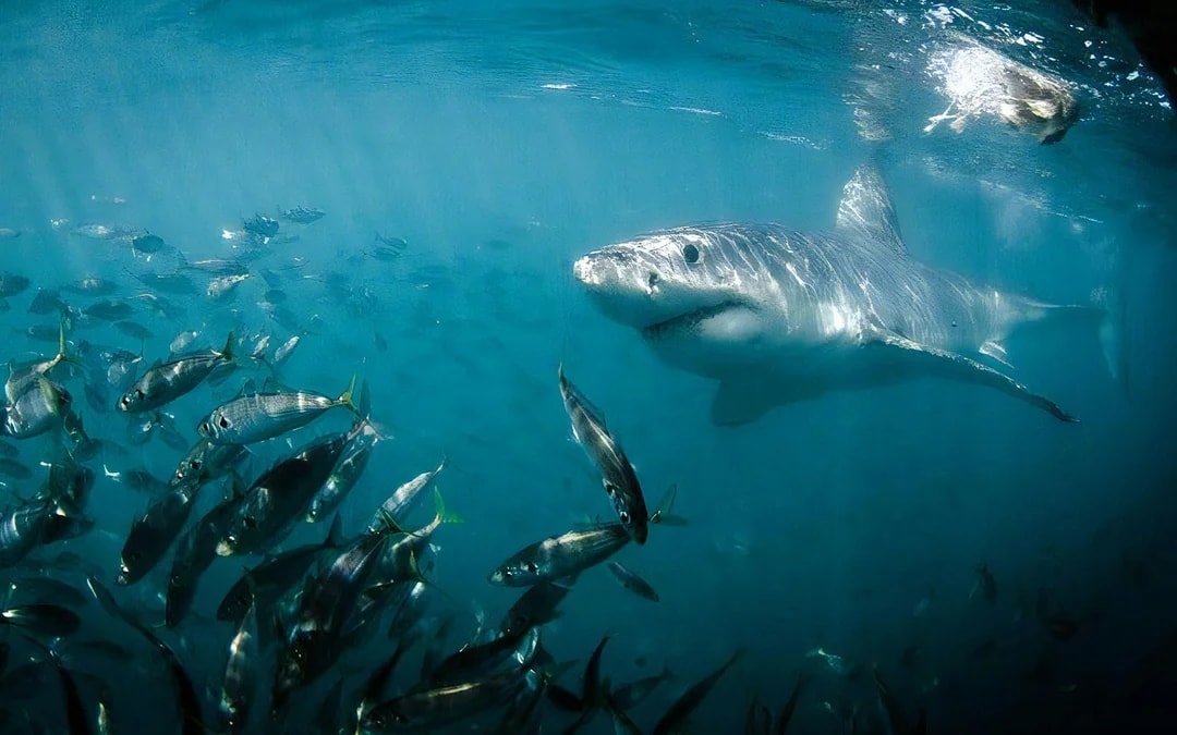 From Cape Town: Gansbaai Shark Cage Diving & Stony Point Penguin Colony Private Tour with Transfers Image 10