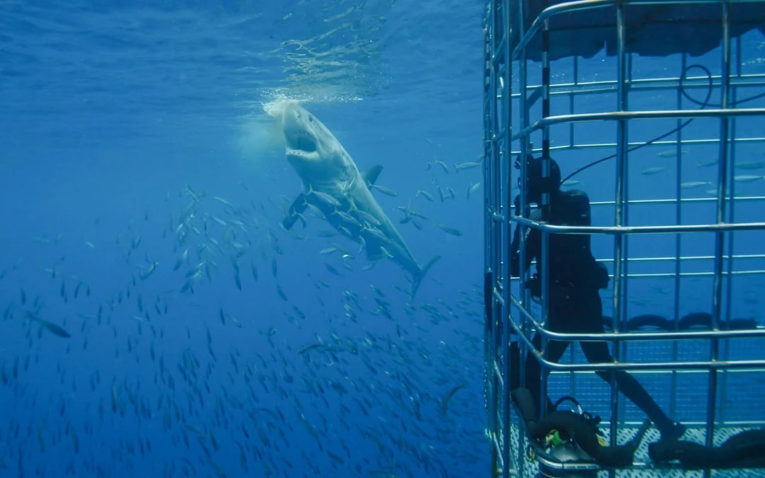 From Cape Town: Gansbaai Shark Cage Diving & Stony Point Penguin Colony Tour with Lunch & Transfers Image 11