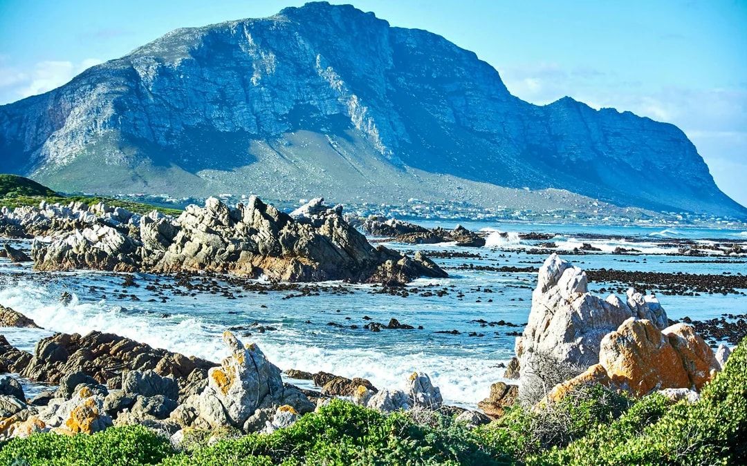 From Cape Town: Gansbaai Shark Cage Diving & Stony Point Penguin Colony Tour with Lunch & Transfers Image 6
