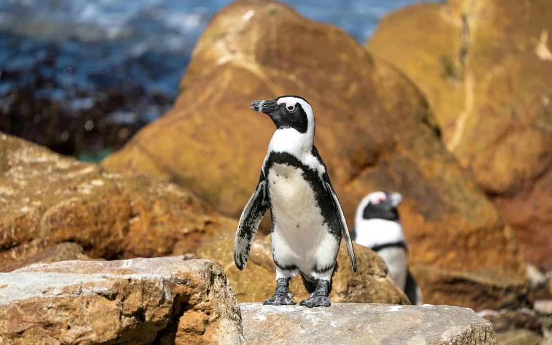 From Cape Town: Gansbaai Shark Cage Diving & Stony Point Penguin Colony Tour with Lunch & Transfers Image 7