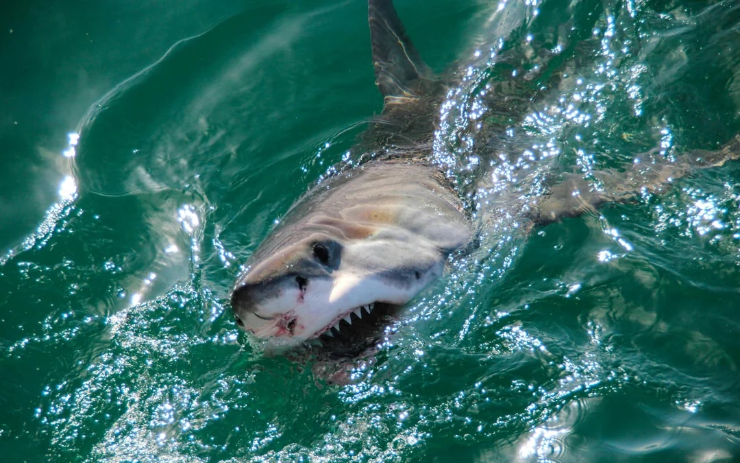 From Cape Town: Gansbaai Shark Cage Diving & Stony Point Penguin Colony Tour with Lunch & Transfers Image 10