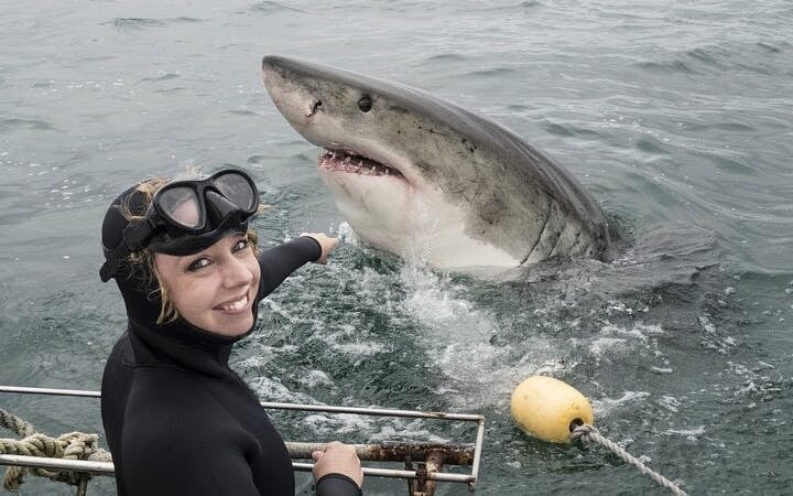 From Cape Town: Shark Cage Diving and Stony Point Penguins Tour to Gansbaai with Transfers Image 1