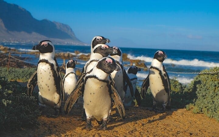 From Cape Town: Shark Cage Diving and Stony Point Penguins Tour to Gansbaai with Transfers Image 3