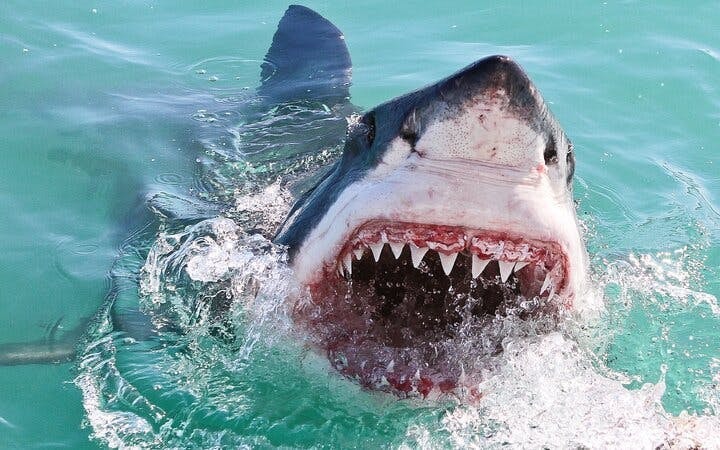 From Cape Town: Shark Cage Diving and Stony Point Penguins Tour to Gansbaai with Transfers Image 4