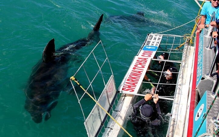 From Cape Town: Shark Cage Diving and Stony Point Penguins Tour to Gansbaai with Transfers Image 6