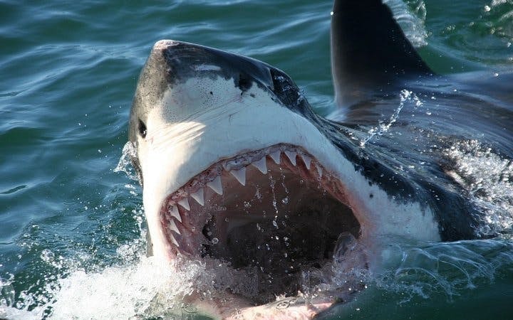 From Cape Town: Shark Cage Diving and Stony Point Penguins Tour to Gansbaai with Transfers Image 7