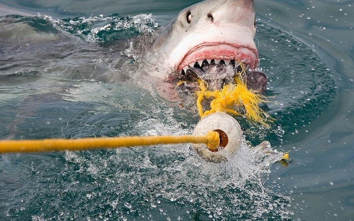 From Cape Town: Shark Cage Diving and Stony Point Penguins Tour to Gansbaai with Transfers Image 9