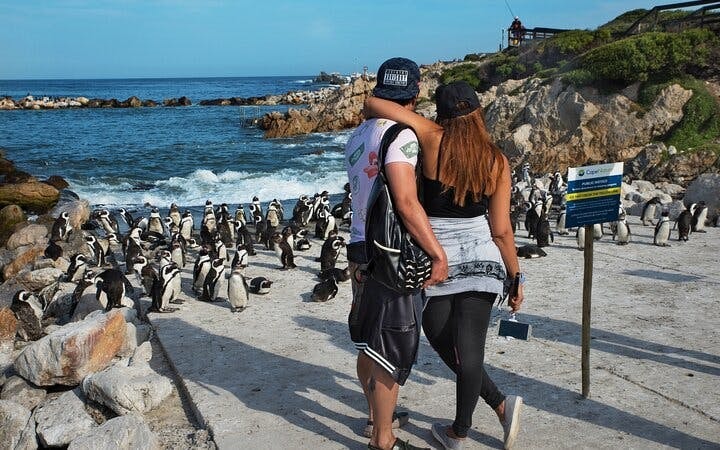 From Cape Town: Shark Cage Diving and Stony Point Penguins Tour to Gansbaai with Transfers Image 10