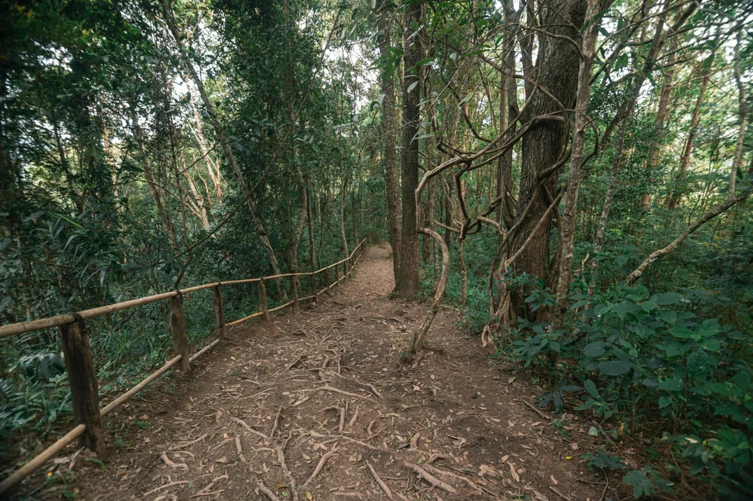 From Chiang Mai: Doi Inthanon National Park Full-Day Tour with Pha Dok Siew Guided Trek Image 5