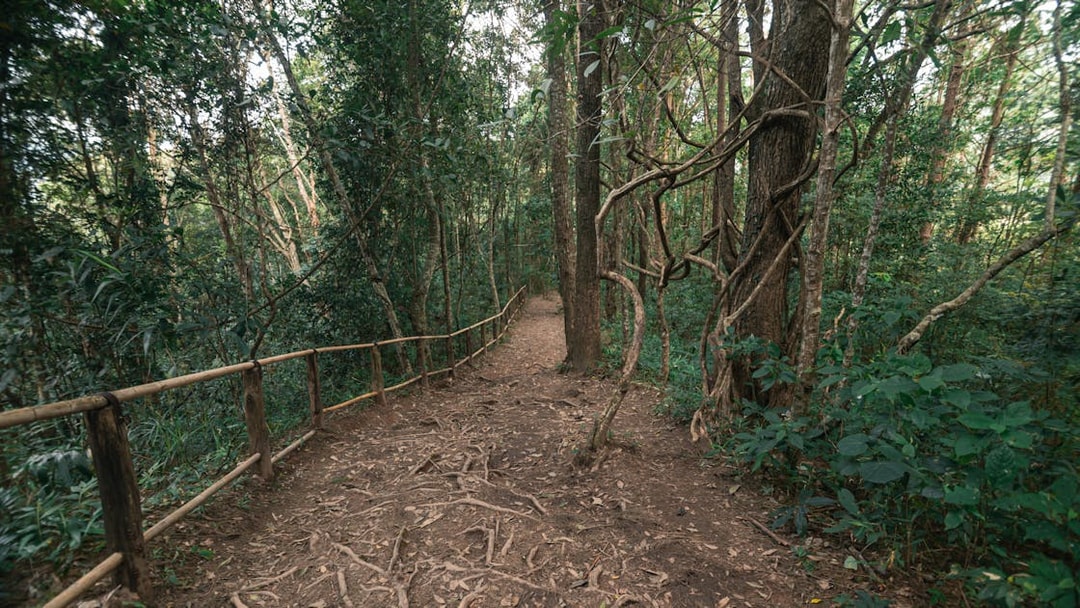 Pathway through lush forest at Pha Dok Siew Waterfall, Chiang Mai.
