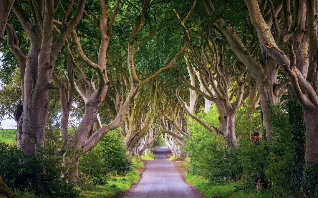 From Dublin: Giant's Causeway, Dark of Hedges & Belfast Full-Day Tour Image 4