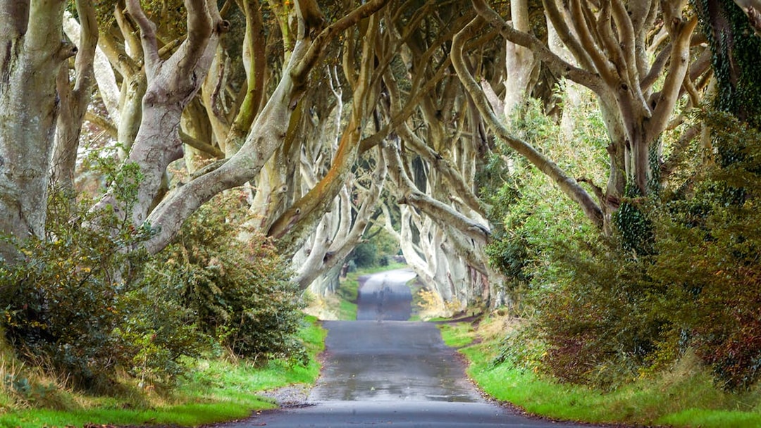 Dark Hedges tree-lined road in Northern Ireland.