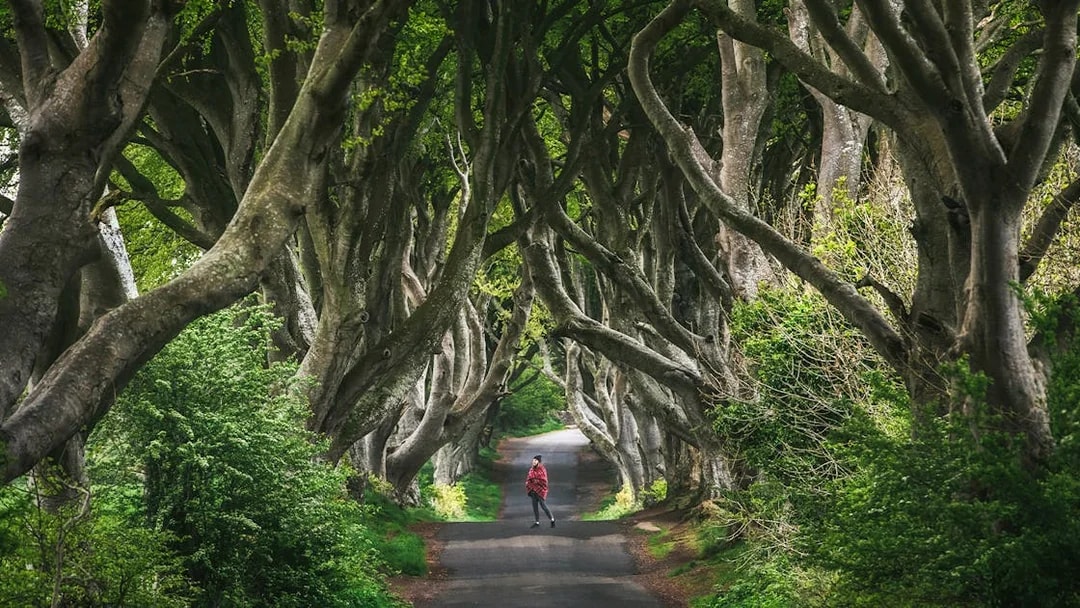 Alley of intertwined beech trees at Dark Hedges, Ireland.