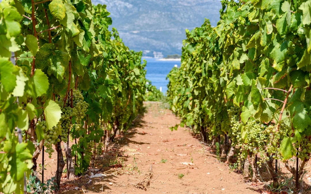 From Dubrovnik: Korcula & Ston Private Tour with Wine Tasting Image 11