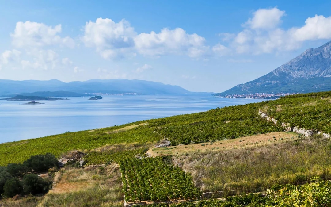 From Dubrovnik: Pelješac Peninsula Small Group Wine Tour Image 11