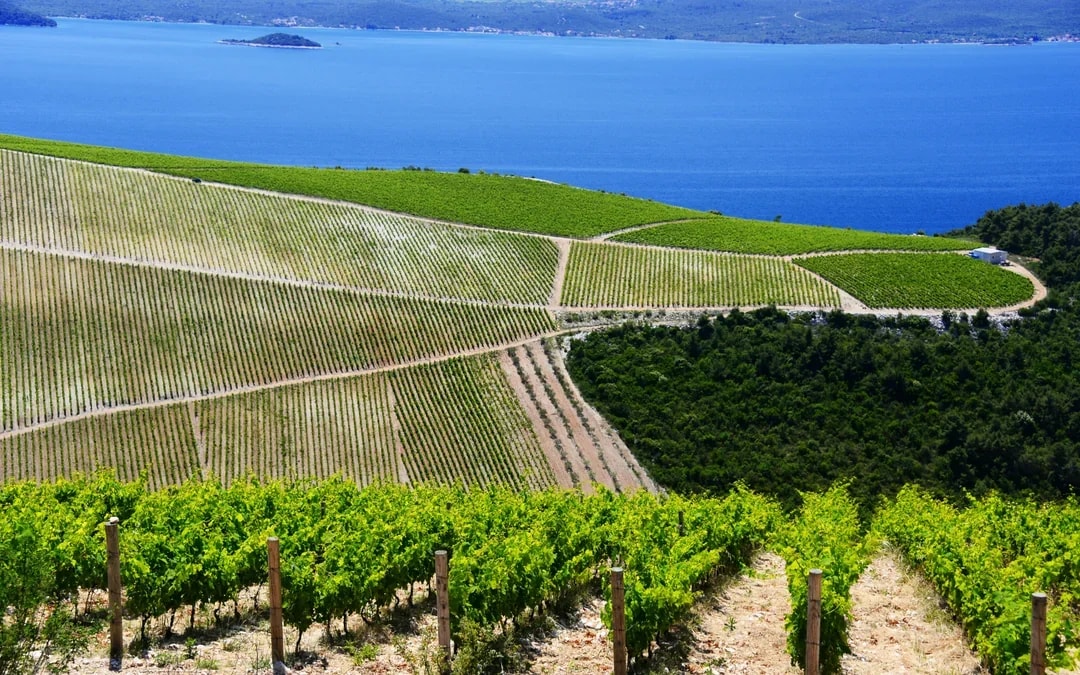 From Dubrovnik: Pelješac Wine Region Private Tour with Winery Visits Image 2
