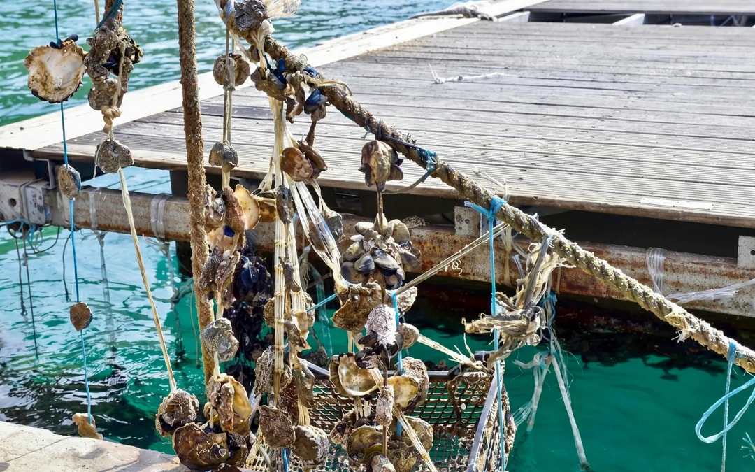 From Dubrovnik: Ston Tour with Oyster Tasting Image 9