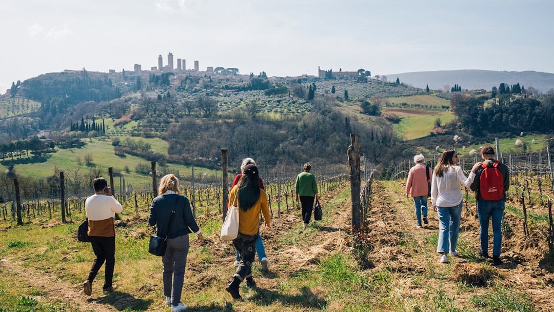 Tourists walking through a vineyard with San Gimignano towers in the background, Tuscany.