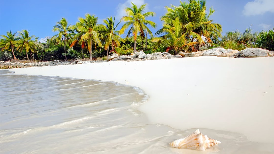 Bimini beach with palm trees and a conch shell on the sand, Bahamas.