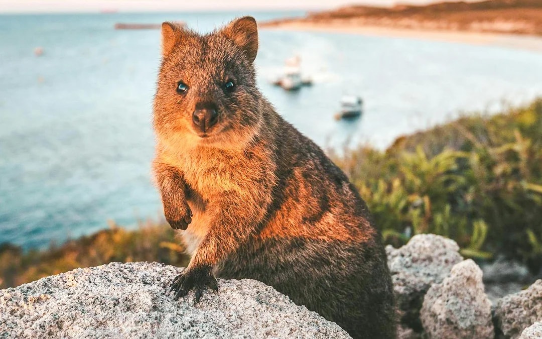 From Fremantle: Rottnest Island Guided Bus Tour with Return Ferry Image 7